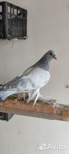 Узбекские бойные голуби(Термезы)молодёжь