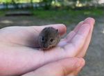 Маленькая мышка
