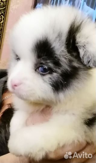 Померанский шпиц мини