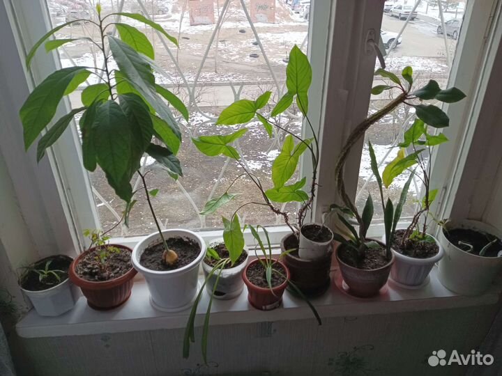 Цветы домашние