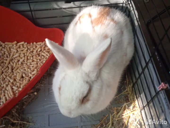 Декоративные кролики
