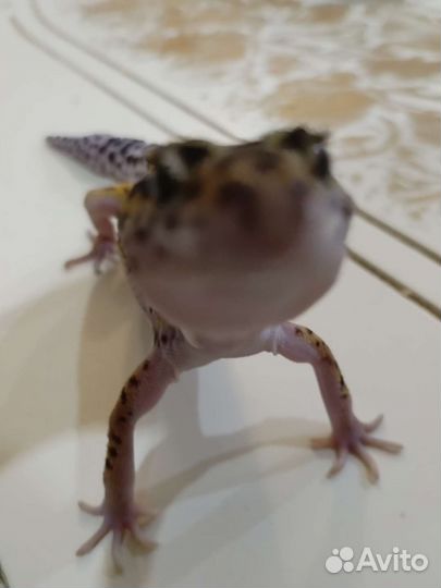 Эублефар