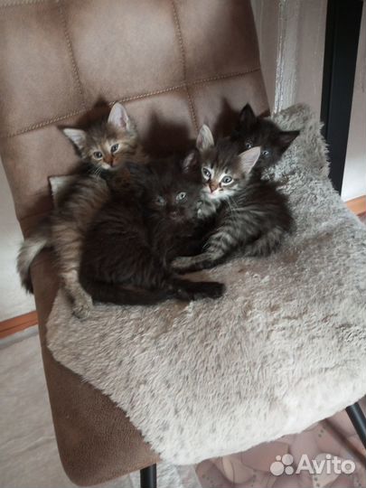 Отдам котенка в добрые руки