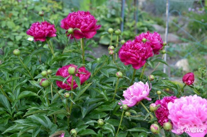Пионы саженцы Феликс Краусс