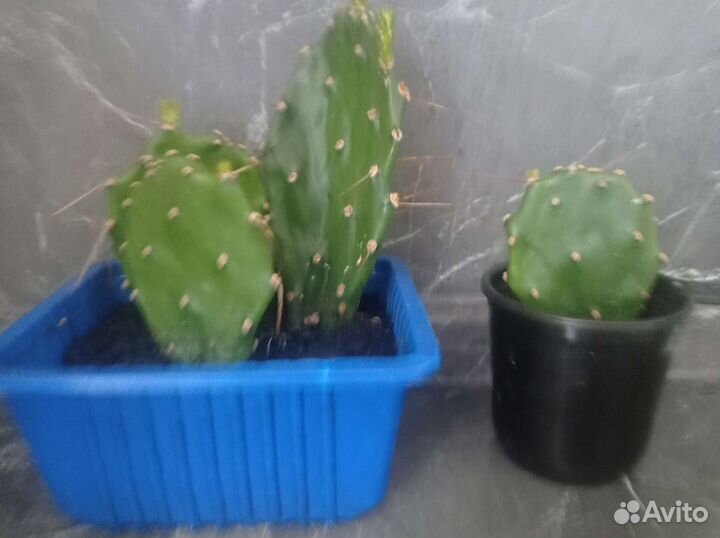 Опунция (кактус)