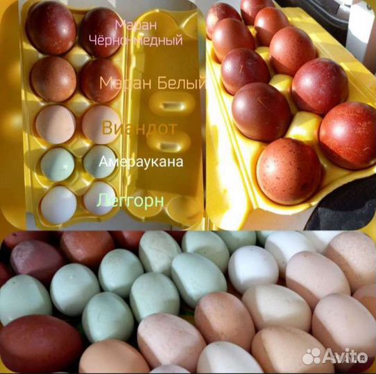 Цыплята, инкубационное яйцо