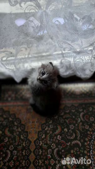 Вислоухие котята