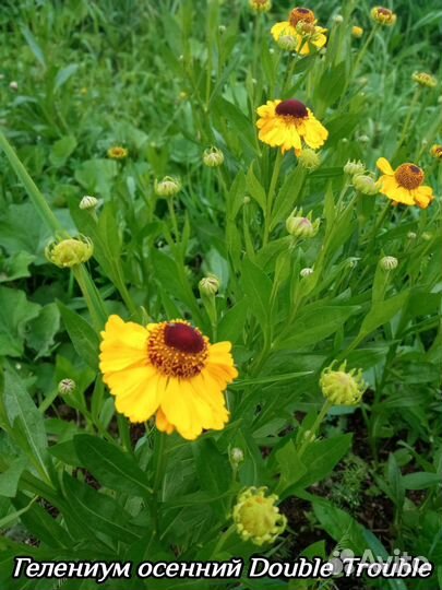 Декоративные многолетники - 1