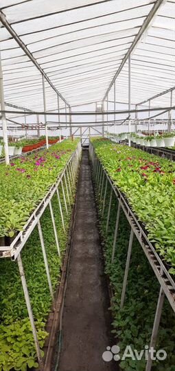 Цветущая рассада петунии,растения,цветы из теплицы