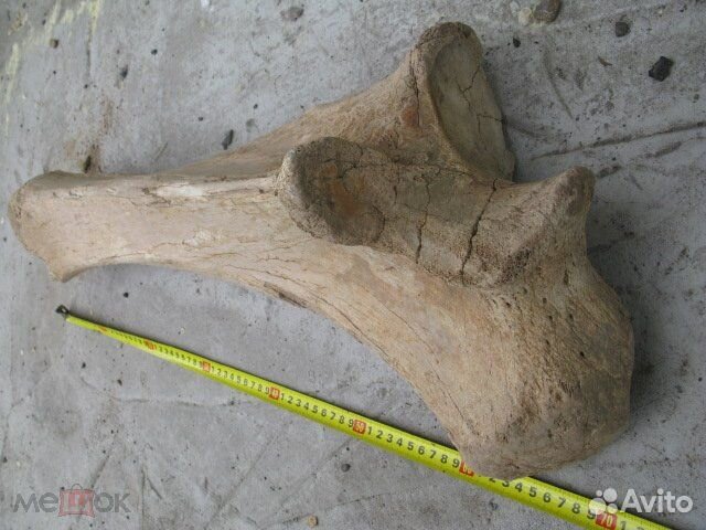 Мамонт, плечевая кость