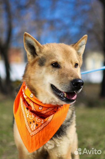 Одинокий красавец в поисках дома