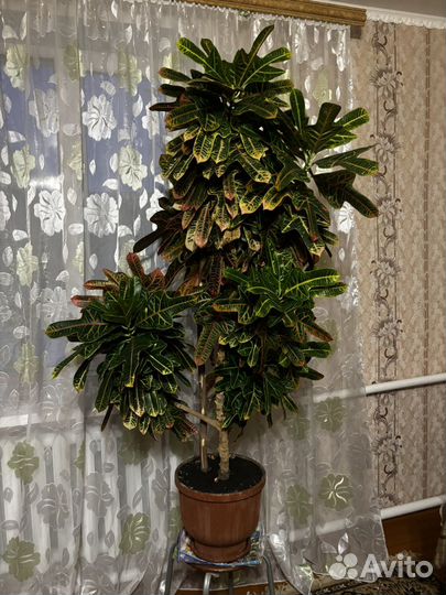 Кодиум кротон