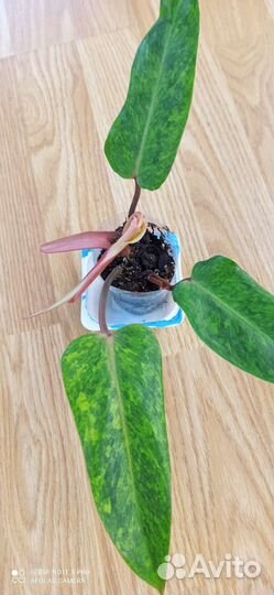 Филодендроны