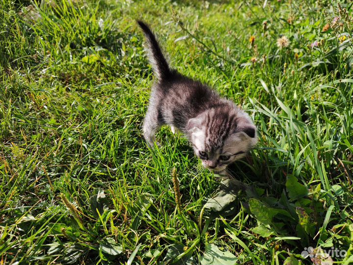 Продам котят от шведской вислоухой кошки