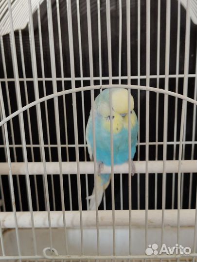 Волнистый попугай и корелла