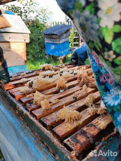 Свежий мёд настоящий, натуральный мед 2023