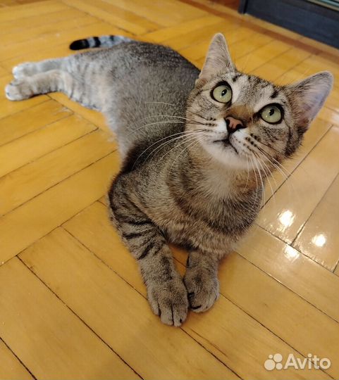 Кошки в добрые руки