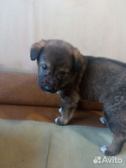 Маленькая собака бесплатно