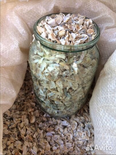 Морская ракушка