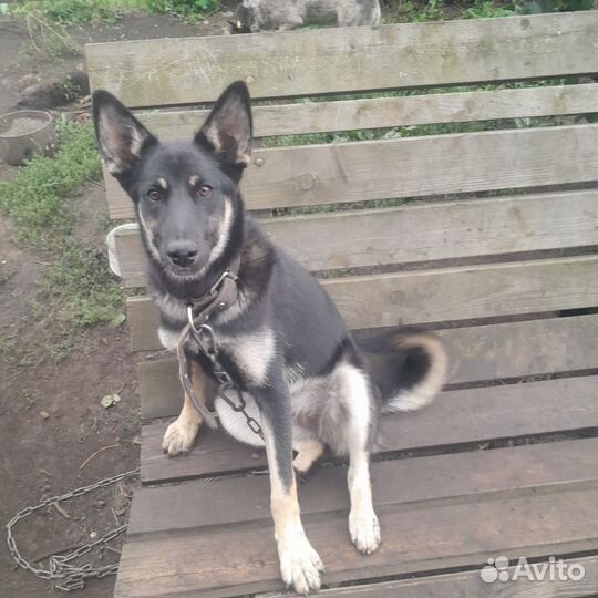 Немецкая овчарка