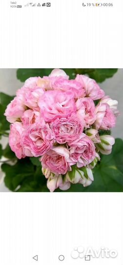 Сортовые пеларгонии