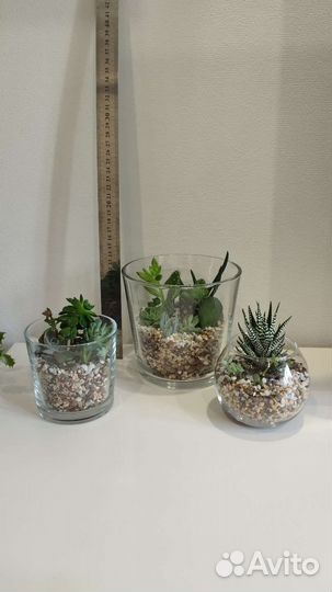 Флорариумы с суккулентами в кашпо Икея