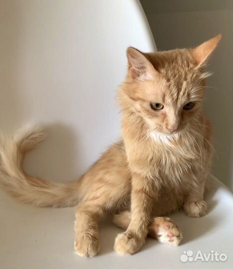 Солнечный котик Рыжик