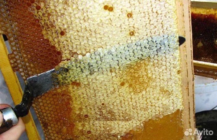 Мёд натуральный с Алтая опт от 16кг