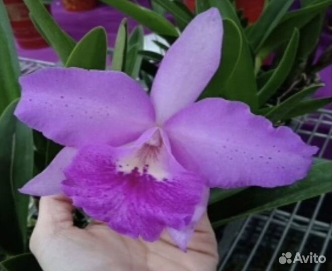 Орхидея катлея