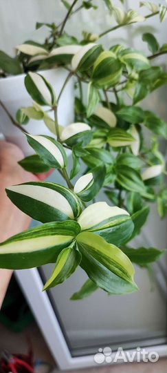 Традесканция, сансеверия, замиокулькас