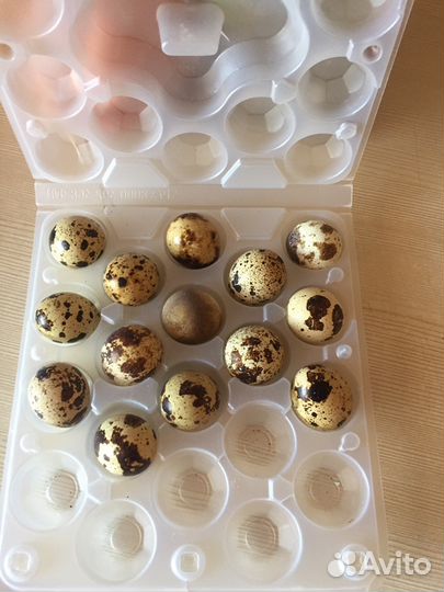 Яйцо перепелиное