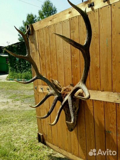 Продам рога