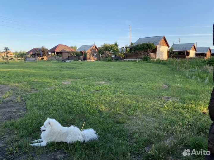 Японский шпиц -вязка