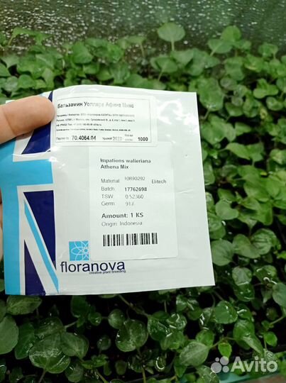 Рассада бальзамин махровый Афина микс