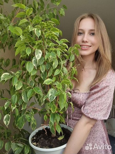 Фикус бенджамина