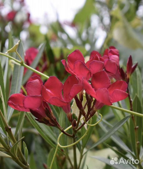 Продам: олеандр, драцена, замиокулькас, и др