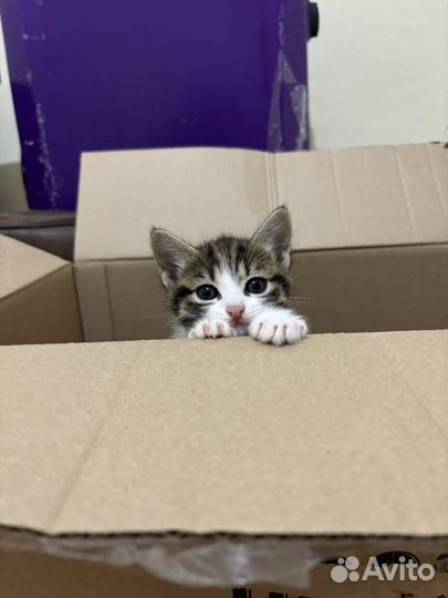 Котята в добрые руки бесплатно