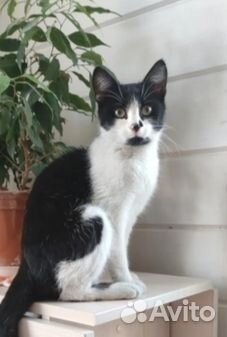 Стерилизованная кошечка Марфа