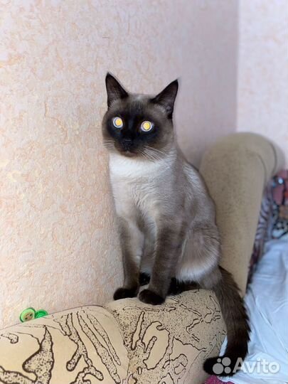 Сиамский кот