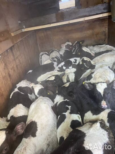 Бычки телята