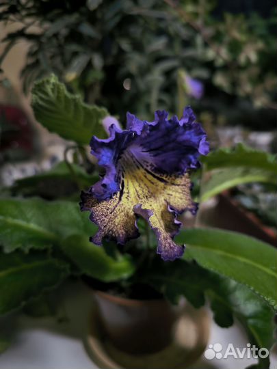 Стрептокарпус Махаон