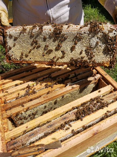 Мед дягильный