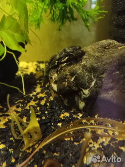 Сомики анциструсы