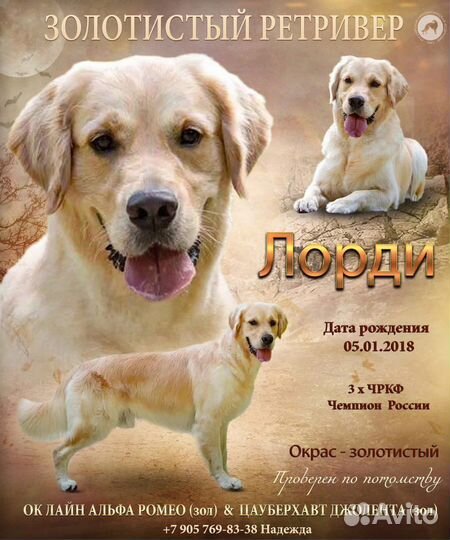 Вязка Ретривер