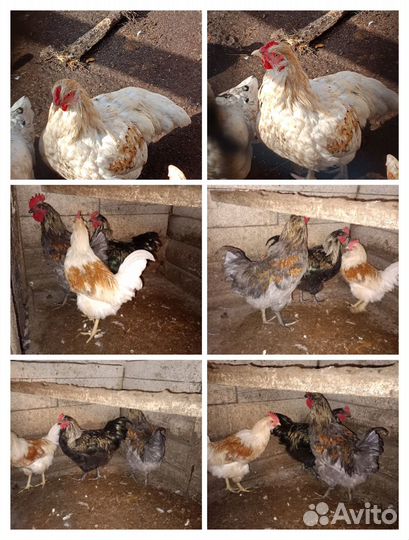 Молодые петушки