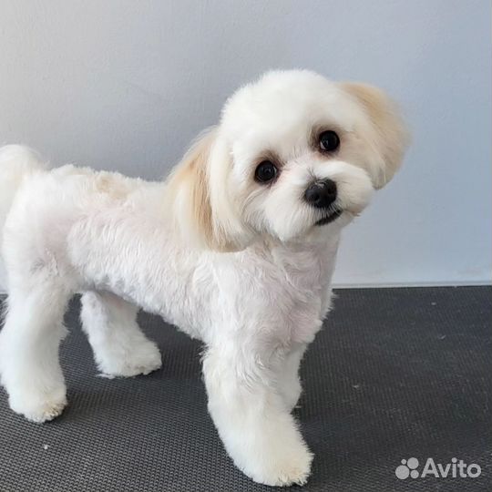 Зоострижки, груминг