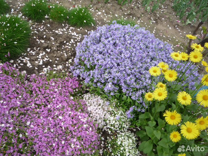 Почвопокровные многолетники флоксы гвоздика и др