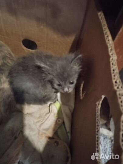 Котята в добрые руки бесплатно коты