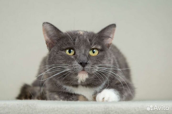 Кошка Леся в добрые руки бесплатно