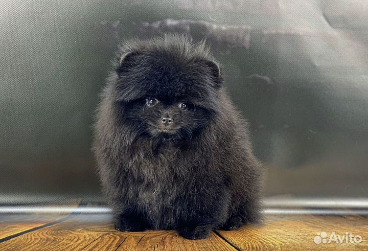 Шпиц